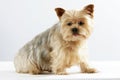 Yorkshire Terrier Royalty Free Stock Photo