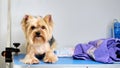 Yorkshire Terrier dog on the table in the beauty salon for animals lies next to a towel for drying wool after bathing