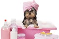 Yorkshire terrier dog taking a bath Royalty Free Stock Photo