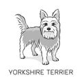 Yorkshire Terrier dog vector illustration Royalty Free Stock Photo