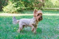Yorkshire Terrier Dog is walking on the grass in summer park Royalty Free Stock Photo