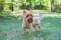 Yorkshire Terrier Dog is walking on the grass in summer park Royalty Free Stock Photo