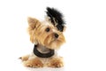 Yorkshire terrier dog is wearing a black hair clip