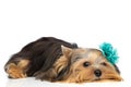 Yorkshire terrier dog wearing blue flower and laying down Royalty Free Stock Photo