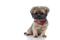 Yorkshire terrier dog wearing  bowtie sitting and looking over sunglasses Royalty Free Stock Photo