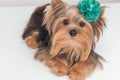 Yorkshire terrier dog wearing flower on head Royalty Free Stock Photo