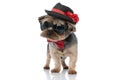 Yorkshire terrier dog wearing hat and sunglasses looking away Royalty Free Stock Photo