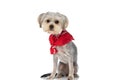 Yorkshire terrier dog wearing a red bandana Royalty Free Stock Photo