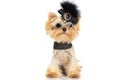 Yorkshire terrier dog wearing sunglasses, a black hair clip Royalty Free Stock Photo