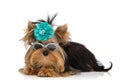 Yorkshire terrier dog wearing sunglasses and blue flower Royalty Free Stock Photo