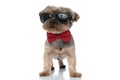 Yorkshire terrier dog wearing sunglasses standing with cool attitude Royalty Free Stock Photo