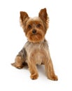 Yorkshire Terrier Dog on White Royalty Free Stock Photo