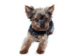 Yorkshire Terrier dog on a white background. Little dog isolated on a white background. Sheared dog. A pet Royalty Free Stock Photo