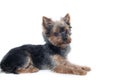 Yorkshire Terrier dog on a white background. Little dog isolated on a white background. Sheared dog. A pet Royalty Free Stock Photo