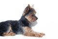 Yorkshire Terrier dog on a white background. Little dog isolated on a white background. Sheared dog. A pet Royalty Free Stock Photo