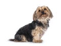 Yorkshire terrier dog on white background Royalty Free Stock Photo