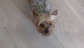 Yorkshire terrier dog on a wooden floor inside, looking up eagerly towards camera.