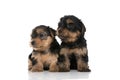 Yorkshire terrier dogs curious of what is to the side Royalty Free Stock Photo