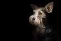 Yorkshire terrier dogs on a dark background