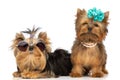 Yorkshire terrier dogs wearing sunglasses and flowers Royalty Free Stock Photo