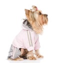 Yorkshire Terrier dressed in a tracksuit. isolated on white back
