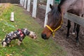 Dog meets a horse Royalty Free Stock Photo