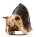 Yorkshire Terrier eating food from dish. isolated on white back Royalty Free Stock Photo