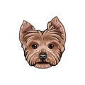 Yorkshire terrier face. Dog head. yorkshire terrier portrait. Dog breed. Vector.