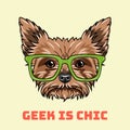 Yorkshire terrier Geek. Smart glasses. Geek is chic lettering. Dog nerd portrait. Vector.
