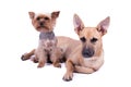 Yorkshire terrier and gingerbread mestizo isolate Royalty Free Stock Photo