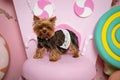 Yorkshire Terrier girl. In dog clothes on pink and yellow macarons stands on the background of a pink house of foam, green and y Royalty Free Stock Photo