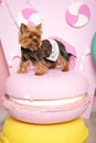 Yorkshire Terrier girl. In dog clothes on pink and yellow macarons stands on the background of a pink house of foam, green and y Royalty Free Stock Photo