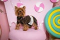 Yorkshire Terrier girl. In dog clothes on pink and yellow macarons stands on the background of a pink house of foam, green and y Royalty Free Stock Photo