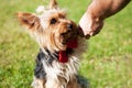 Yorkshire terrier giving paw to his owner. Royalty Free Stock Photo