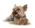 Yorkshire terrier gnawing a bone