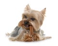 Yorkshire terrier gnawing a bone