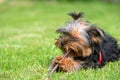 Yorkshire terrier gnawing stick Royalty Free Stock Photo