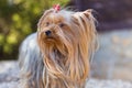 Yorkshire Terrier Royalty Free Stock Photo