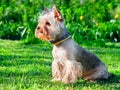 Yorkshire Terrier  on green grass Royalty Free Stock Photo