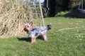 Yorkshire Terrier on the green grass in the garden in summer Royalty Free Stock Photo