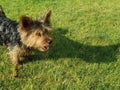 Yorkshire Terrier On A Green Grass Lawn In The Sun. Domestic Dog For The Protection Of Kings And Nobility. Decorative And Guard