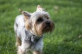 Yorkshire Terrier on the green grass in the park in summer Royalty Free Stock Photo