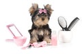 Yorkshire terrier with grooming products Royalty Free Stock Photo