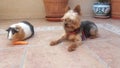 Yorkshire terrier and Guinea pig friends