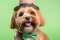 Yorkshire terrier in a hat. Portrait of a dog dressed as a leprechaun.