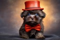 Yorkshire terrier in a hat. Portrait of a dog dressed as a leprechaun.