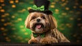 Yorkshire terrier in a hat. Portrait of a dog dressed as a leprechaun.