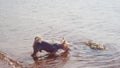 The Yorkshire Terrier hesitantly wades into the water and sniffs a rock