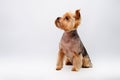 A Yorkshire Terrier isolated on the white background. The dog sits after grooming at the master of animals. Royalty Free Stock Photo