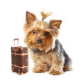 Yorkshire terrier on white. Happy dog Royalty Free Stock Photo